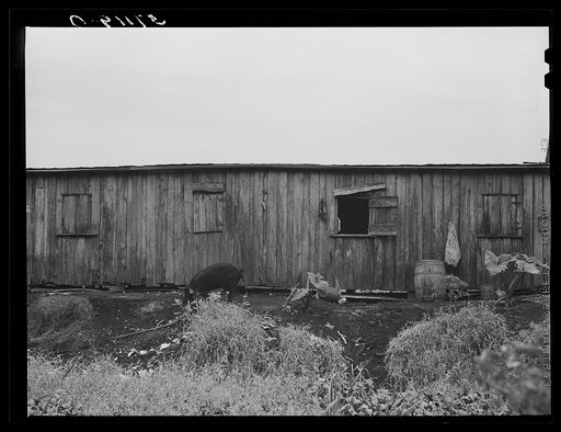 Agricultural workers' families living in houses already condemned by board of health in Belle Glade, Florida