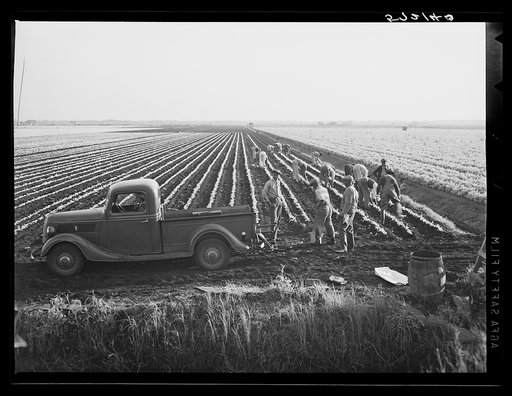 Agricultural day laborers cultivating celery near Sarasota, Florida