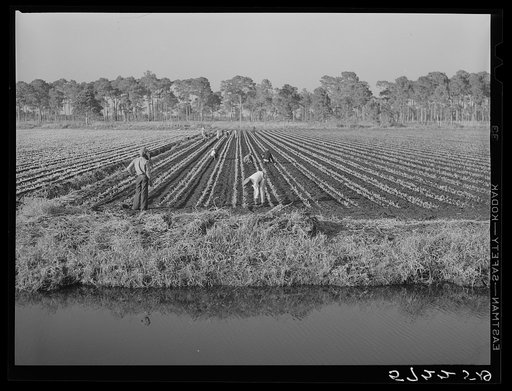 Migrant agricultural workers cultivating celery near Sarasota, Florida
