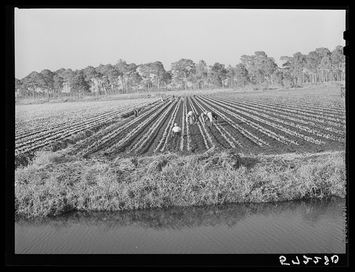 Cultivating celery near Sarasota, Florida, done by agricultural field workers