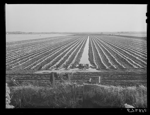 Celery field. Sarasota, Florida