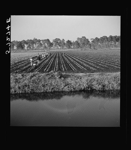 Untitled photo, possibly related to: Migrant agricultural workers cultivating celery near Sarasota, Florida