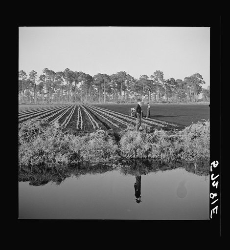 Untitled photo, possibly related to: Cultivating celery near Sarasota, Florida, done by agricultural field workers