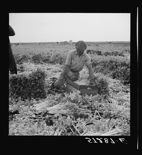 Migratory laborer cutting celery. Belle Glade, Florida