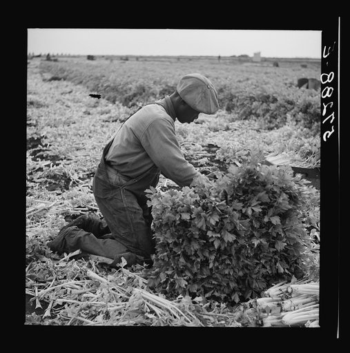 Migratory laborer cutting celery. Belle Glade, Florida