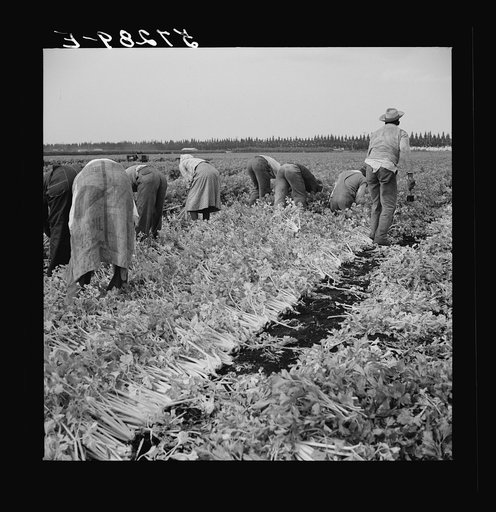 Untitled photo, possibly related to: Migratory laborer cutting celery. Belle Glade, Florida