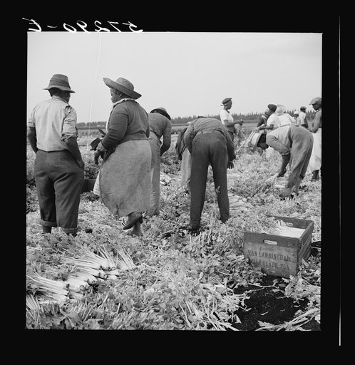 Untitled photo, possibly related to: Migratory laborer cutting celery. Belle Glade, Florida