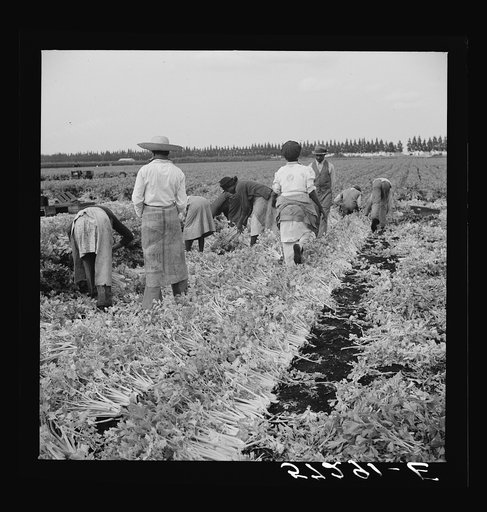 Untitled photo, possibly related to: Migratory laborer cutting celery. Belle Glade, Florida
