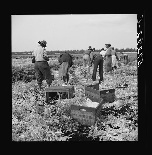 Untitled photo, possibly related to: Migratory laborer cutting celery. Belle Glade, Florida