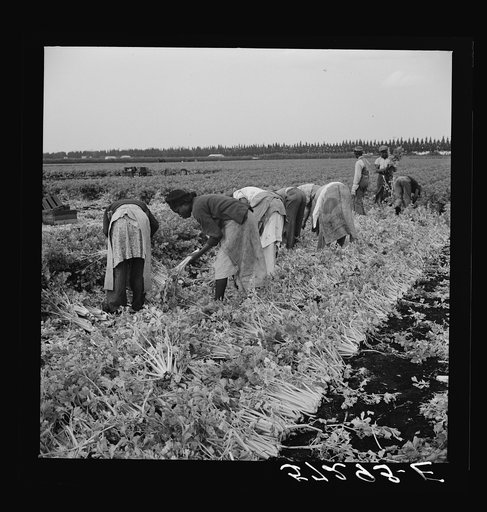 Migratory laborer cutting celery. Belle Glade, Florida