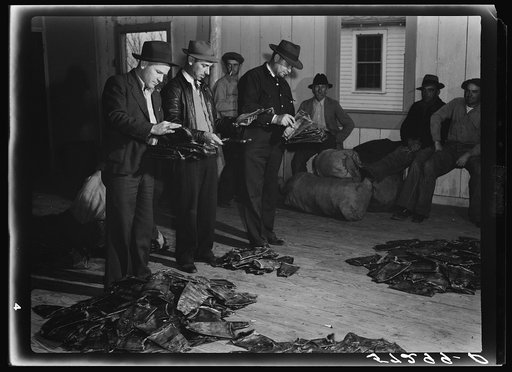 Fur buyers grading muskrats at auction sale in dance hall in Delacroix Island, Louisiana