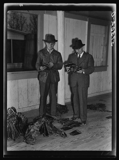 Manuel Malero, President of the Delacroix Island Corporation, and his nephew examining and grading muskrats at fur auction sale in dance hall. Delacroix Island, Louisiana