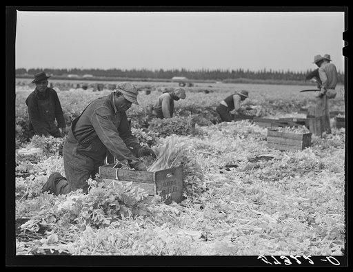 Untitled photo, possibly related to: Migratory laborers cutting celery. Belle Glade, Florida