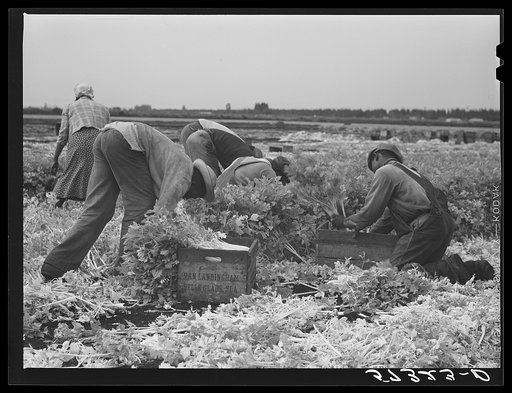 Migratory laborers cutting celery. Belle Glade, Florida
