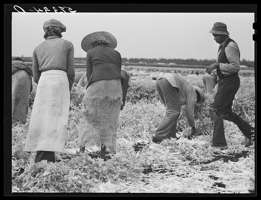 Migratory laborers cutting celery. Belle Glade, Florida