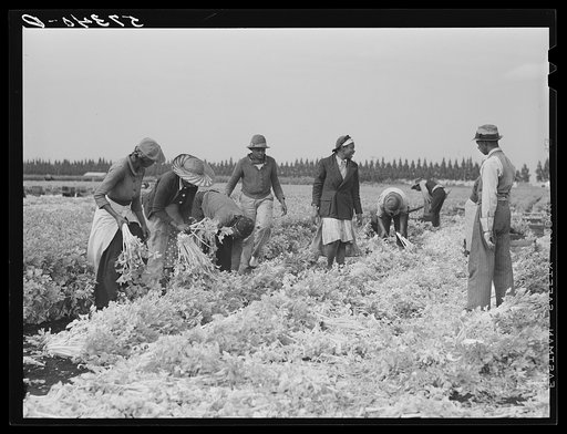 Migratory laborers cutting celery. Belle Glade, Florida
