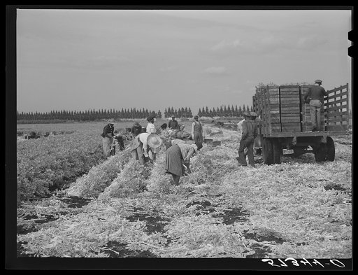 Migratory workers cutting celery. Belle Glade, Florida
