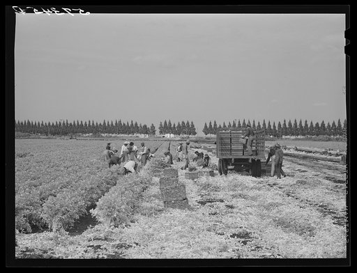 Untitled photo, possibly related to: Migratory laborers cutting celery. Belle Glade, Florida