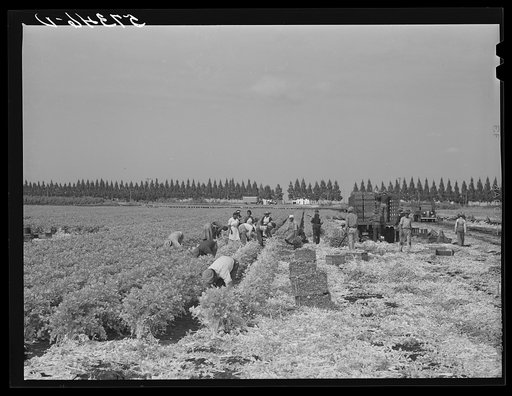 Migratory laborers cutting celery. Belle Glade, Florida