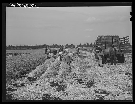 Untitled photo, possibly related to: Migratory workers cutting  celery. Belle Glade, Florida