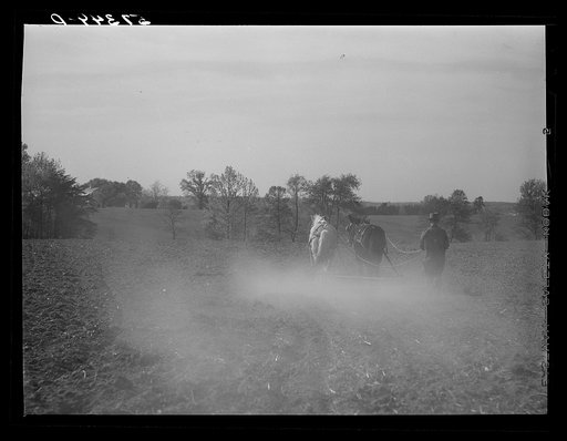 Untitled photo, possibly related to: Harrowing cornfield on dairy farm in Fairfax County, Virginia