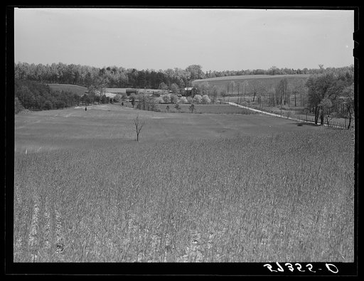 Untitled photo, possibly related to: Farmers taking in rye after it had been cut near Vienna, Virginia