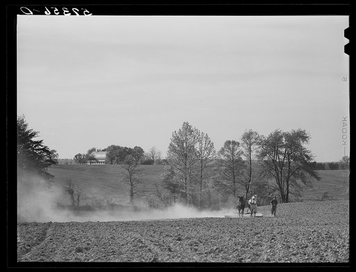 Harrowing cornfield on dairy farm in Fairfax County, Virginia