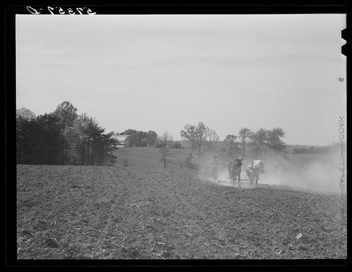 Harrowing cornfield on dairy farm in Fairfax County, Virginia