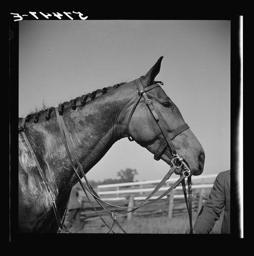 Horse with braided mane after race. Virginia Gold Cup horse races, Warrenton, Virginia