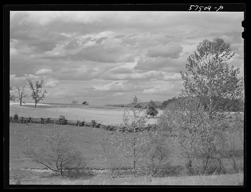 Field of grain and rail fence in the Shenandoah Valley, Virginia