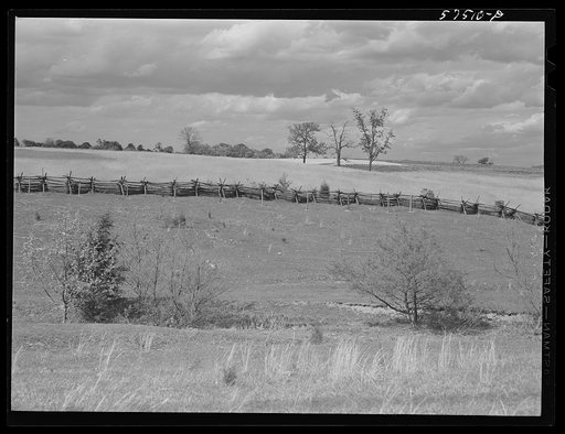 Field of grain and rail fence in the Shenandoah Valley, Virginia