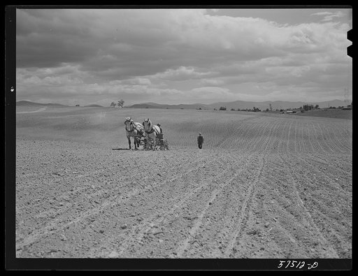 Planting corn in the fertile farmland of the Shenandoah Valley, Virginia