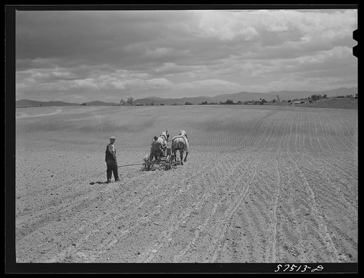 Untitled photo, possibly related to: Planting corn in the fertile farmland of the Shenandoah Valley, Virginia
