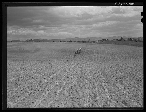 Planting corn in the fertile farmland of the Shenandoah Valley, Virginia