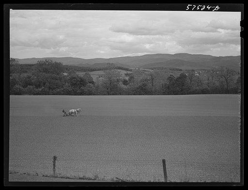Planting corn in the fertile farmland of the Shenandoah Valley, Virginia