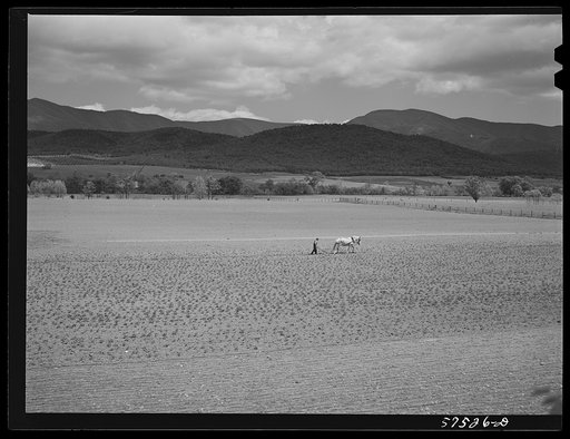 Cultivating crops in the fertile farmland of the Shenandoah Valley, Virginia