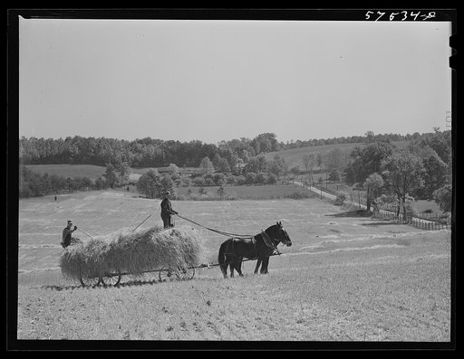 Untitled photo, possibly related to: Farmers taking in rye after it had been cut near Vienna, Virginia
