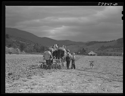 Working in the field on FSA (Farm Security Administration) project. Ida Valley Farms, Shenandoah Homesteads, near Luray, Virginia