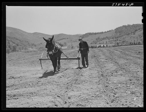 Working in the field on FSA (Farm Security Administration) project. Ida Valley Farms, Shenandoah Homesteads, near Luray, Virginia
