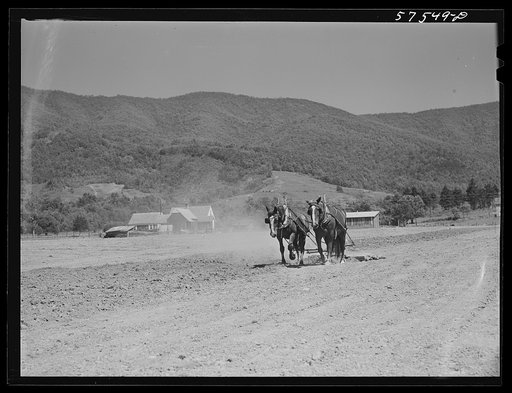 Working in the field on FSA (Farm Security Administration) project. Ida Valley Farms, Shenandoah Homesteads, near Luray, Virginia
