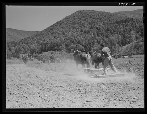Working in the field on FSA (Farm Security Administration) project. Ida Valley Farms, Shenandoah Homesteads, near Luray, Virginia