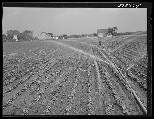 Portable irrigation unit in bean field. Starkey Farms, Morrisville Pennsylvania