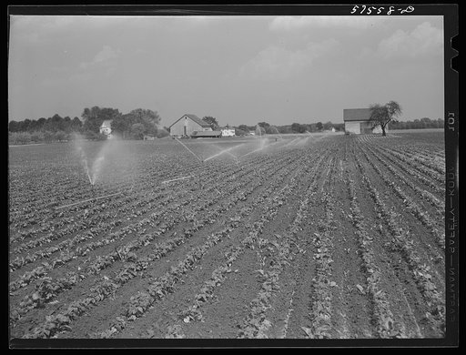 Untitled photo, possibly related to: Portable irrigation unit in bean field. Starkey Farms, Morrisville Pennsylvania