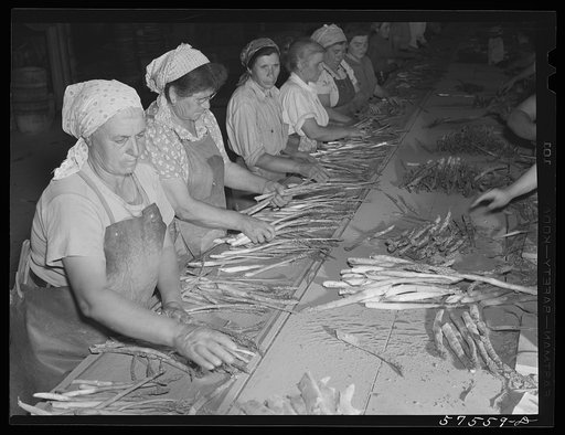 Italian workers from Trenton and nearby areas grading and bunching asparagus in packing house. Starkey Farms, Morrisville Pennsylvania