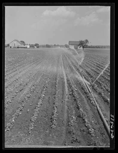 Portable irrigation unit in bean field. Starkey Farms, Morrisville, Pennsylvania