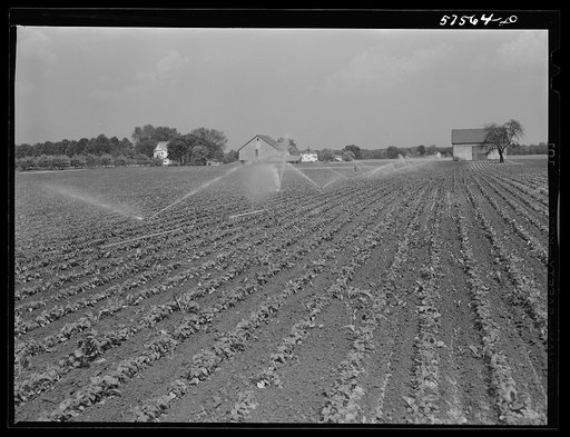 Portable irrigation unit in bean field, Starkey Farms, Morrisville, Pennsylvania