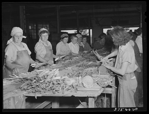 Italian workers from Trenton and nearby areas grading and bunching asparagus in packing house. Starkey Farms, Morrisville, Pennsylvania