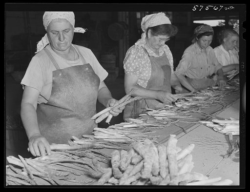 Italian workers from Trenton and nearby areas grading and bunching asparagus in packing house. Starkey Farms, Morrisville, Pennsylvania