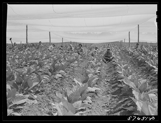 Suckering shade tobacco covered by "fields" of cheesecloth to protect it from the sun. Near Hartford, Connecticut