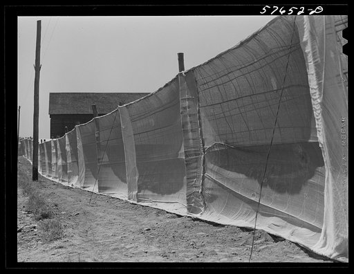 Suckering shade tobacco covered by "fields" of cheesecloth to protect it from the sun. Near Hartford, Connecticut